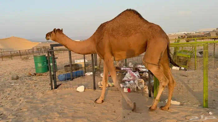للبيع بكار حمر دم عدد 2 جذعات مشروطات 16