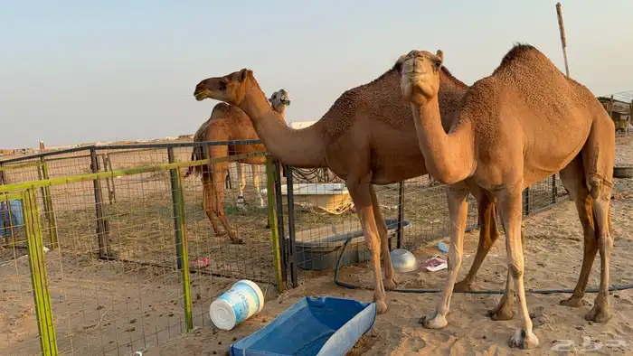 للبيع بكار حمر دم عدد 2 جذعات مشروطات 8