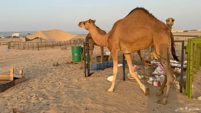 للبيع بكار حمر دم عدد 2 جذعات مشروطات 19