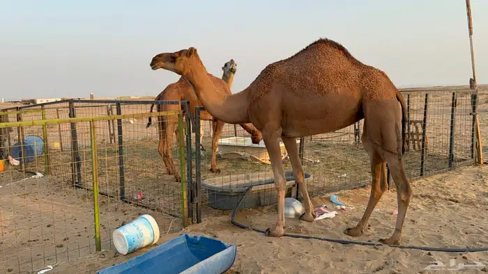 للبيع بكار حمر دم عدد 2 جذعات مشروطات 10