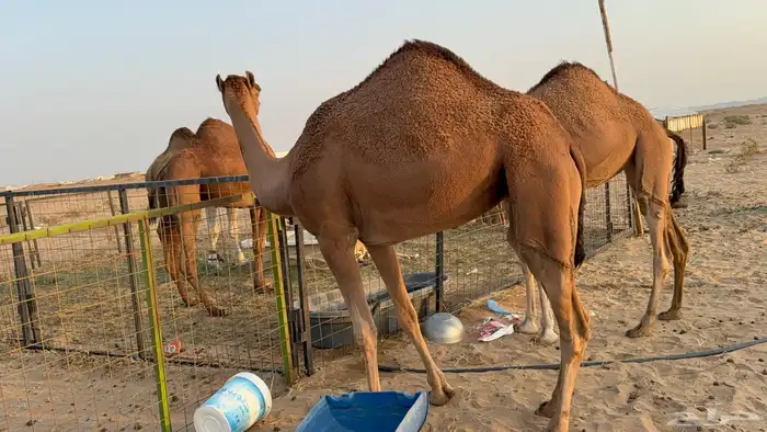 للبيع بكار حمر دم عدد 2 جذعات مشروطات 11