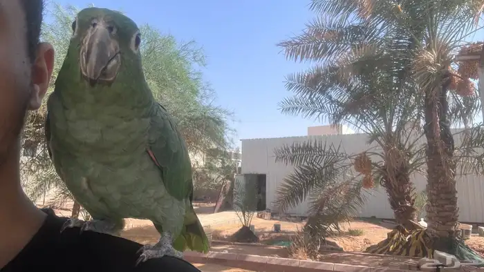 ببغاء امزوني 3