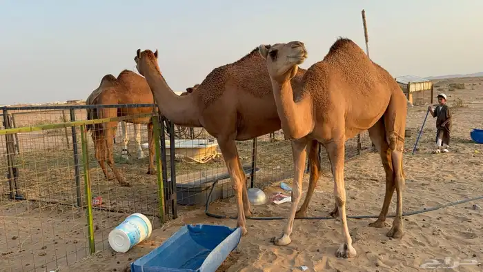للبيع بكار حمر دم عدد 2 جذعات مشروطات 7