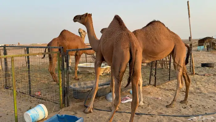 للبيع بكار حمر دم عدد 2 جذعات مشروطات 13