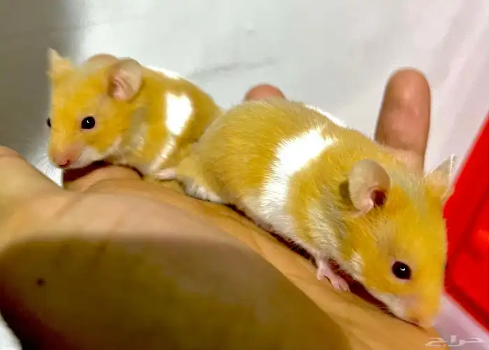 هامستر سوري للبيع ب 15 ريال فقط 3