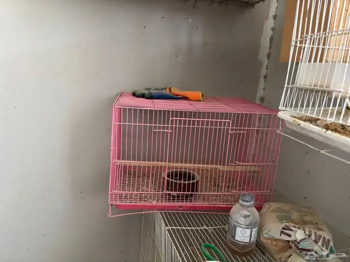 اقفاص وبيضات لي البيع كامل 2