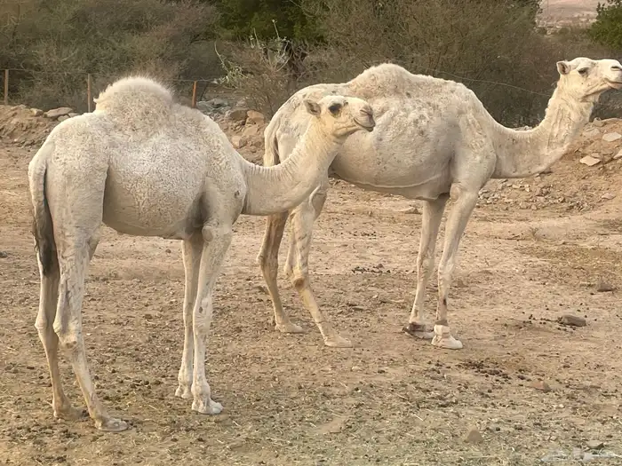 جعرانة بجوار الحديقة 6