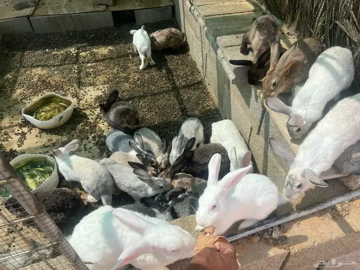 ارانب للبيع 2