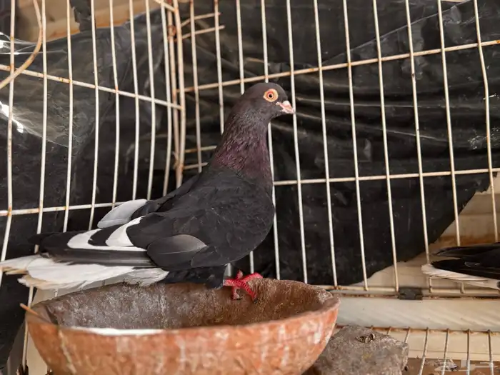 جوز قطيفي مذيل معقد صندقه 6