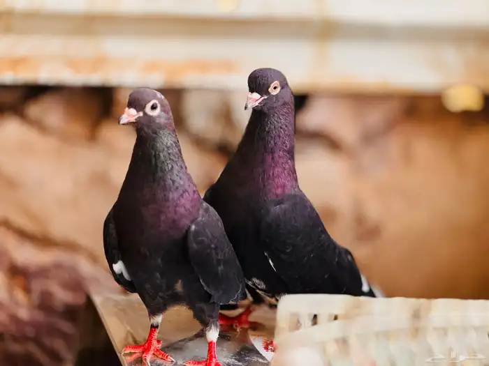 جوز قطيفي مذيل معقد صندقه 0