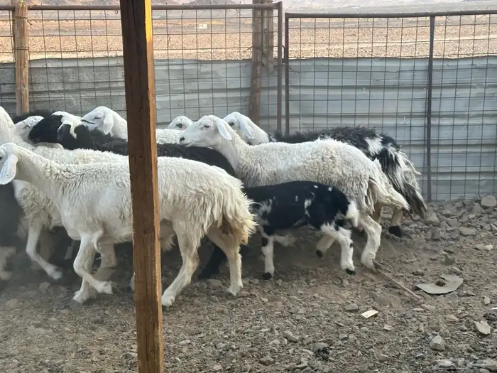 رخال مضاريع ودفيع للبيع 2