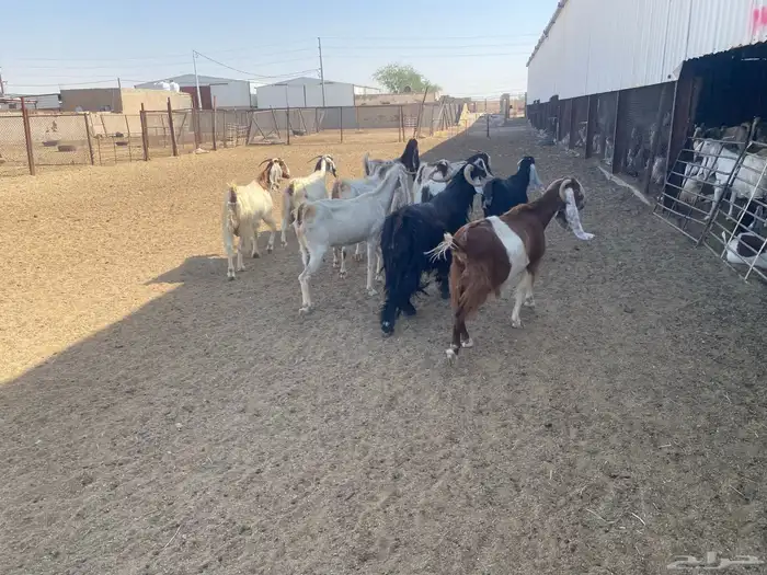 معزاء ضرائب العدد 10 بالفحل 1