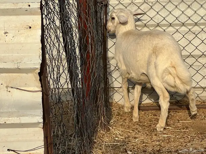 طلي طيب 1