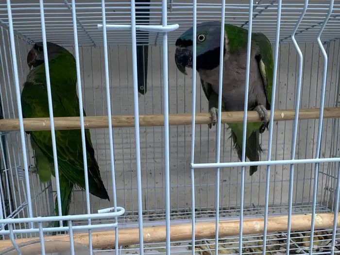 نوادر الطيور - زوج درة دربيان 2