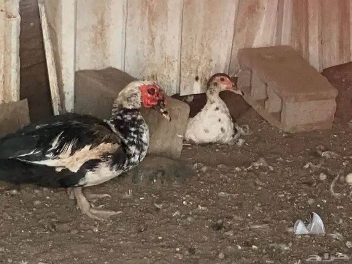 بيشة 1