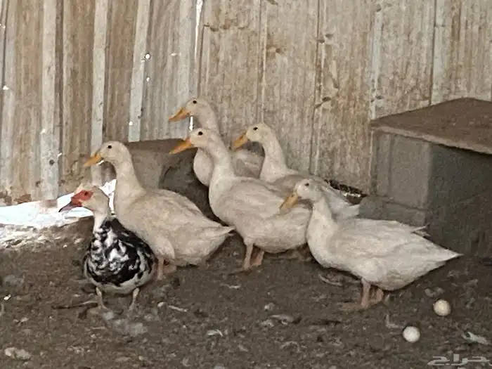 بيشة 2