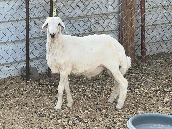 طلي طيب 3