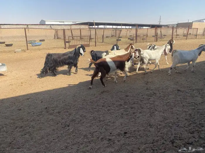 معزاء ضرائب العدد 10 بالفحل 4