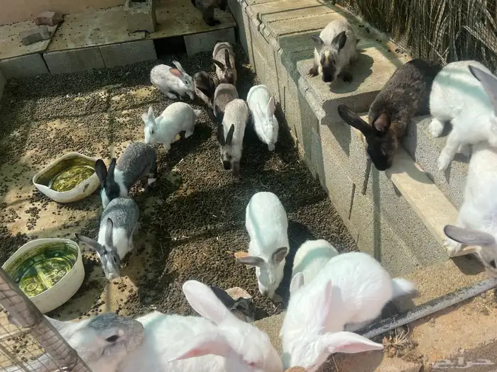 ارانب للبيع 5