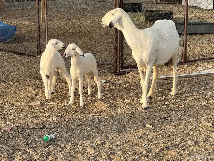 رخل والد تحتها 2 2