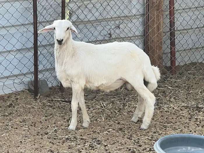 طلي طيب 0