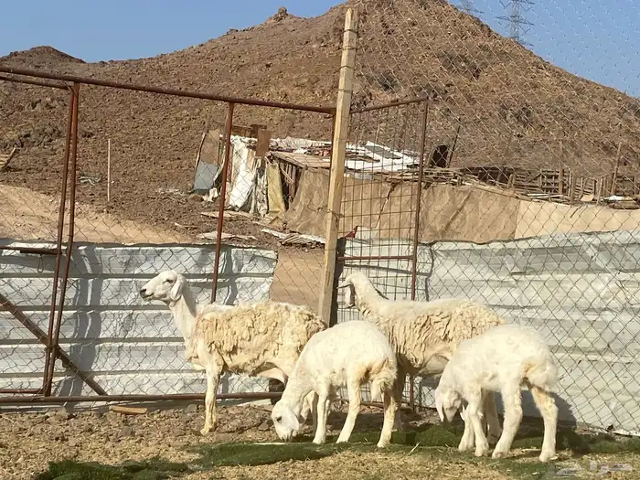 نعاج حريات ولد 2 تحتهن 2 2