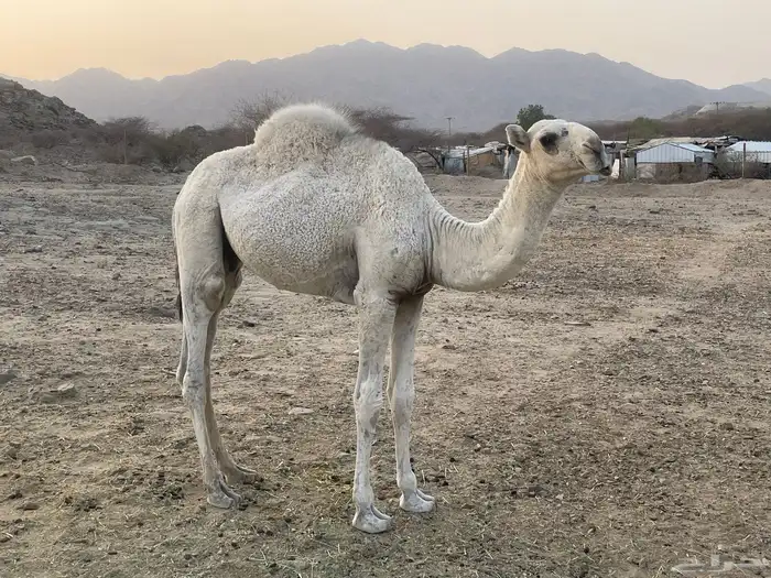 جعرانة بجوار الحديقة 7