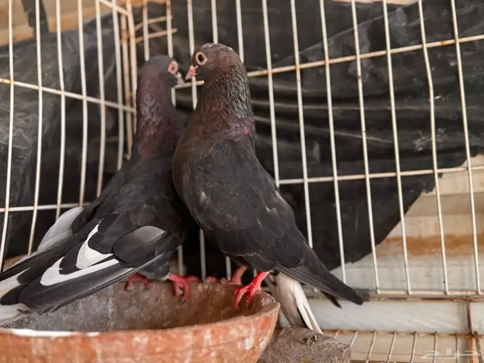 جوز قطيفي مذيل معقد صندقه 5