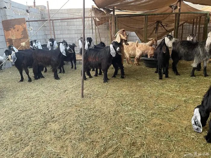 معزا عارضيه طيبة ومنها مولدة ودفيع شرط السونار 3
