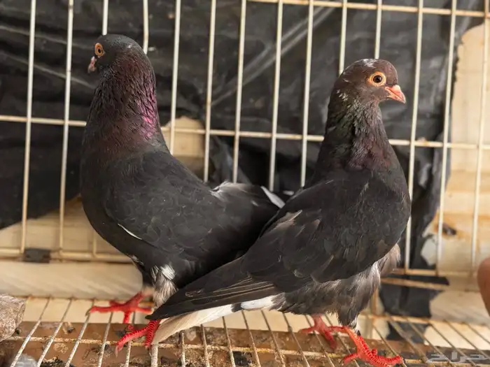 جوز قطيفي مذيل معقد صندقه 2