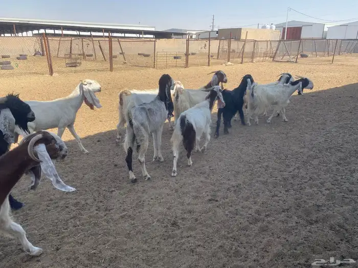 معزاء ضرائب العدد 10 بالفحل 0