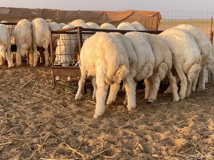طليان حرية جبره 1