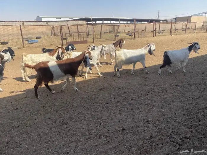 معزاء ضرائب العدد 10 بالفحل 3