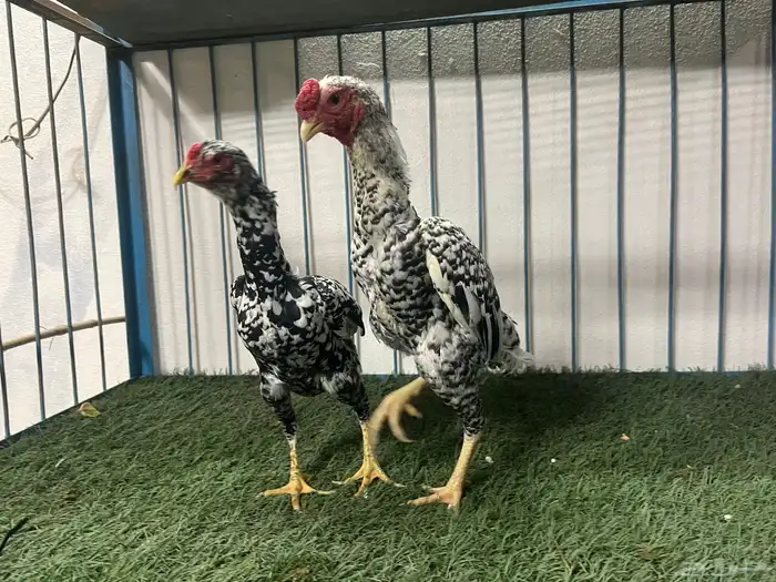 جوزين كوشامو قزم فواخر 2
