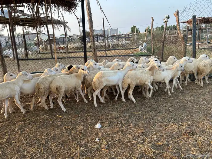 رخال رفيدي بلدي 2