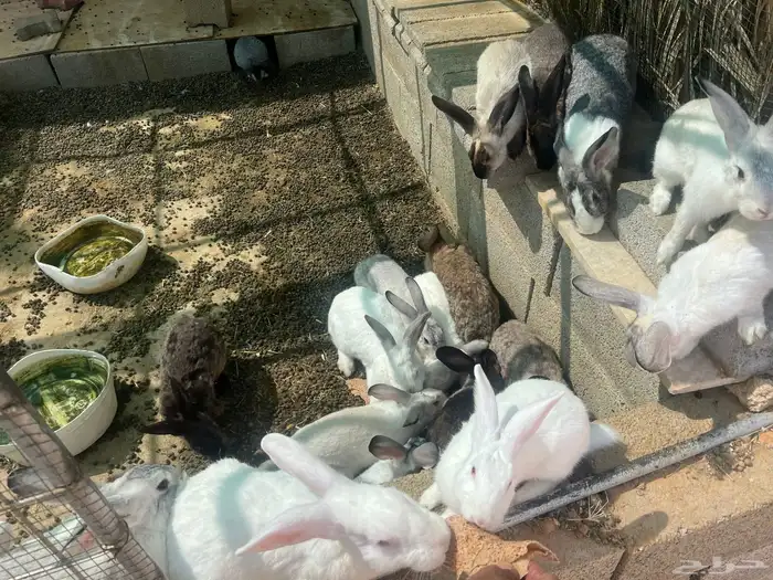 ارانب للبيع 4