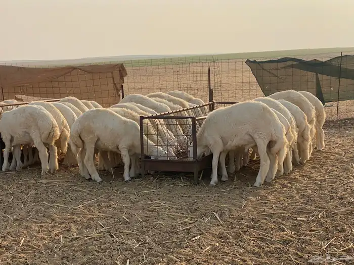 طليان حرية جبره 2