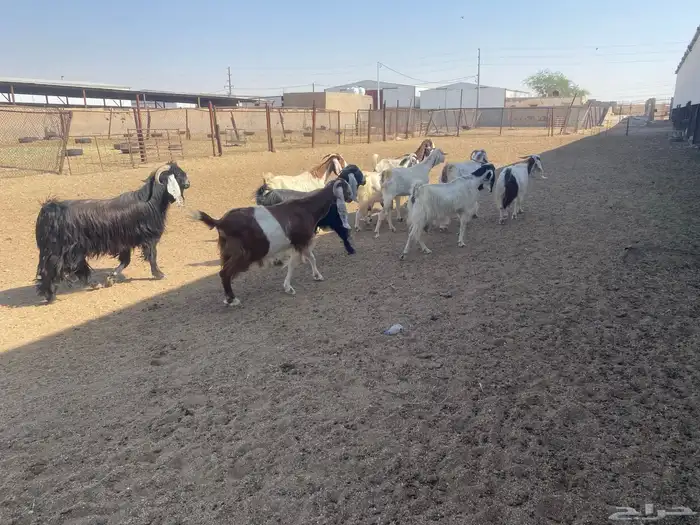 معزاء ضرائب العدد 10 بالفحل 5