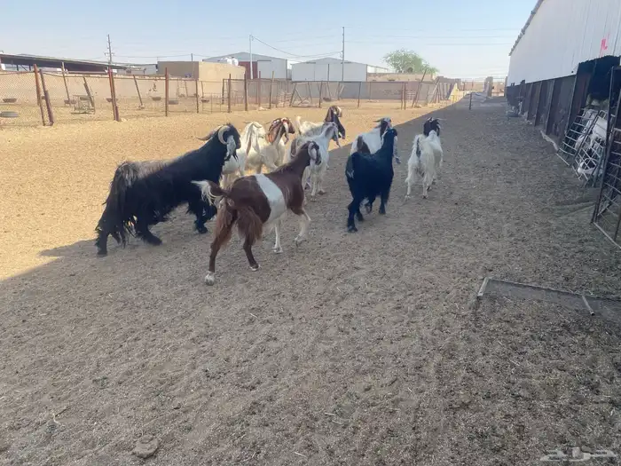 معزاء ضرائب العدد 10 بالفحل 2