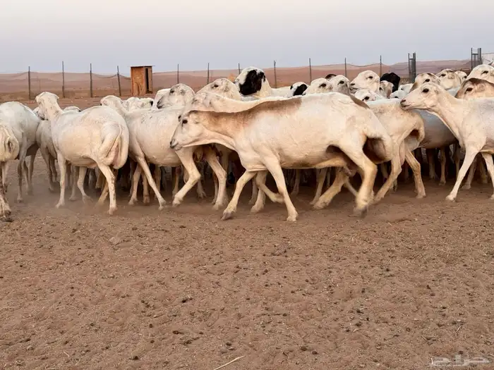 ضان رفيديات دفيع ومواليد مراح مقيم 2