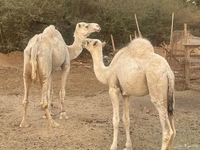 جعرانة بجوار الحديقة 5