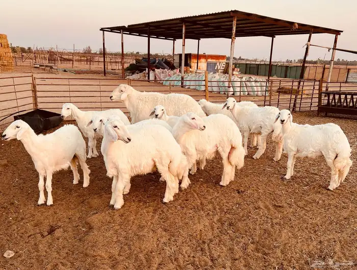 جذعات حريات فاخرة 4