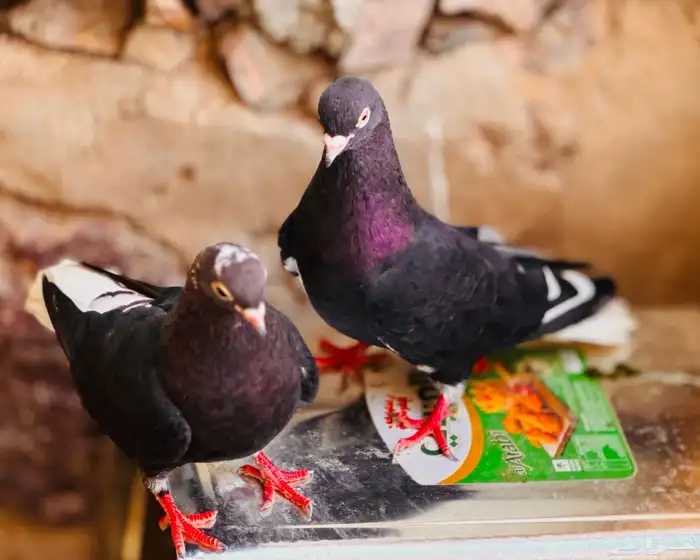 جوز قطيفي مذيل معقد صندقه 3