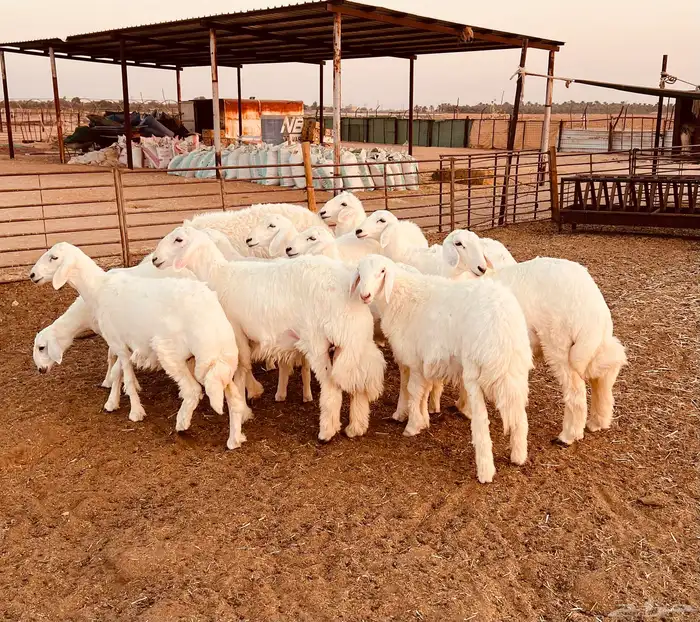 جذعات حريات فاخرة 1