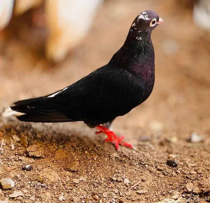 جوز قطيفي مذيل معقد صندقه 4