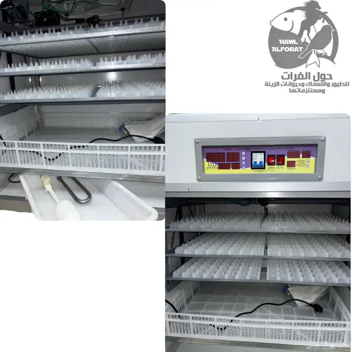 فقسات بيض فقاسة 1