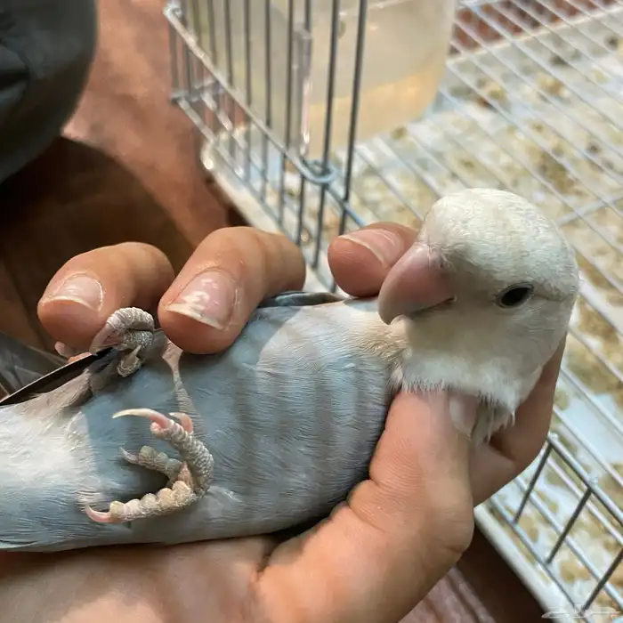 روز 2