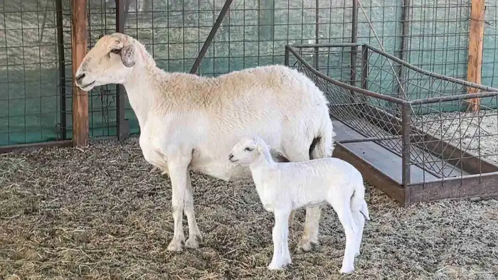 نعجه حريه خلفه تم البيع 2