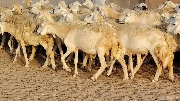 غنم حريه مراح حرش 100 تحتها 20 غنم مراح واحد شرط 16