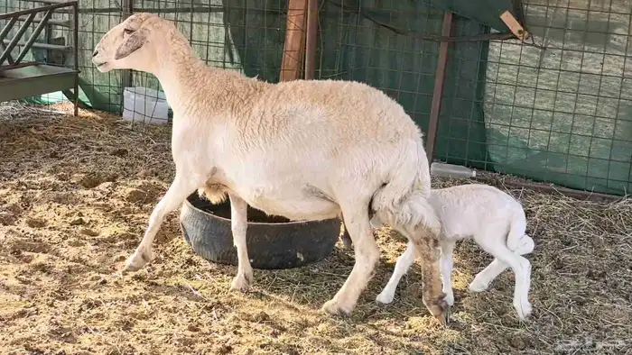 نعجه حريه خلفه تم البيع 19